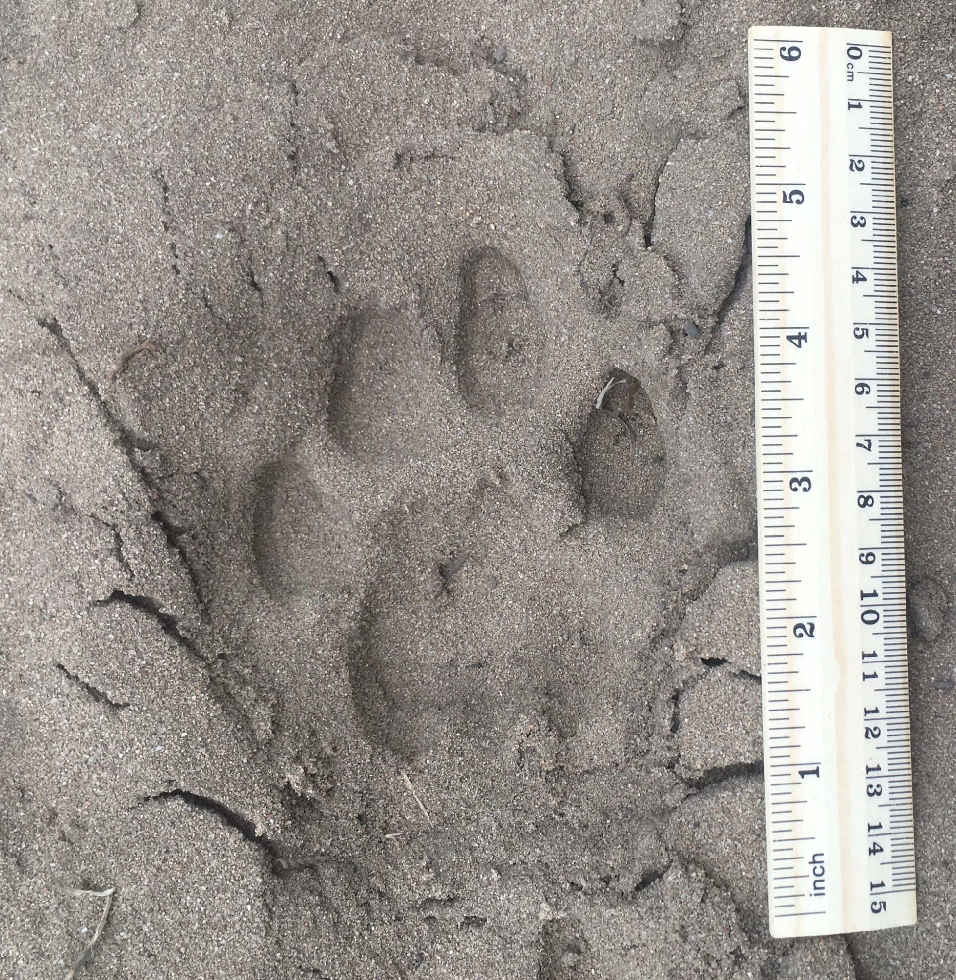 A mountain lion track is distinct in wet clay next to a ruler. 