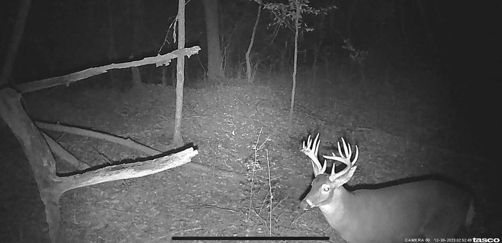 A trail camera photo of a buck in Mississippi.