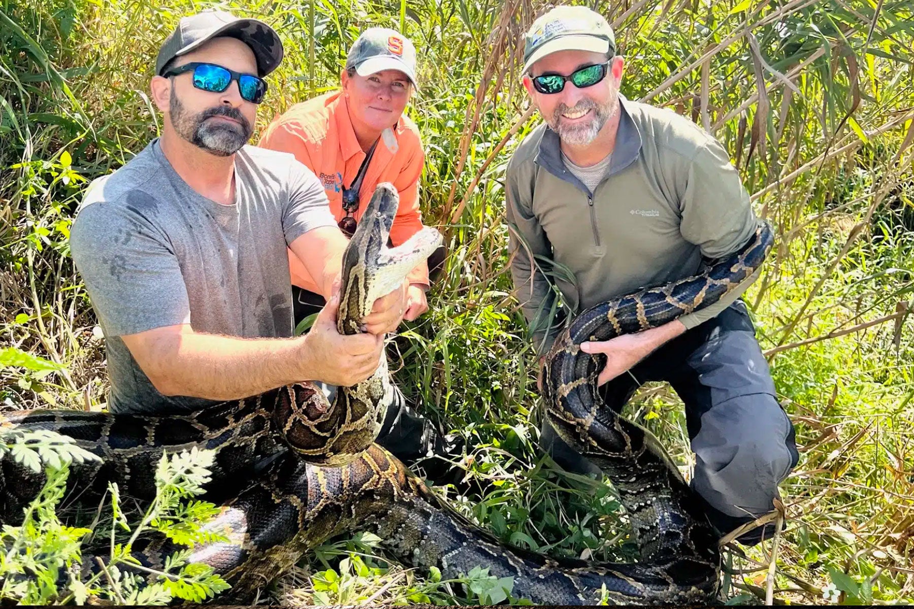 Scientists Use “Scout” Snake to Track and Kill 16-Foot Python – Afield ...