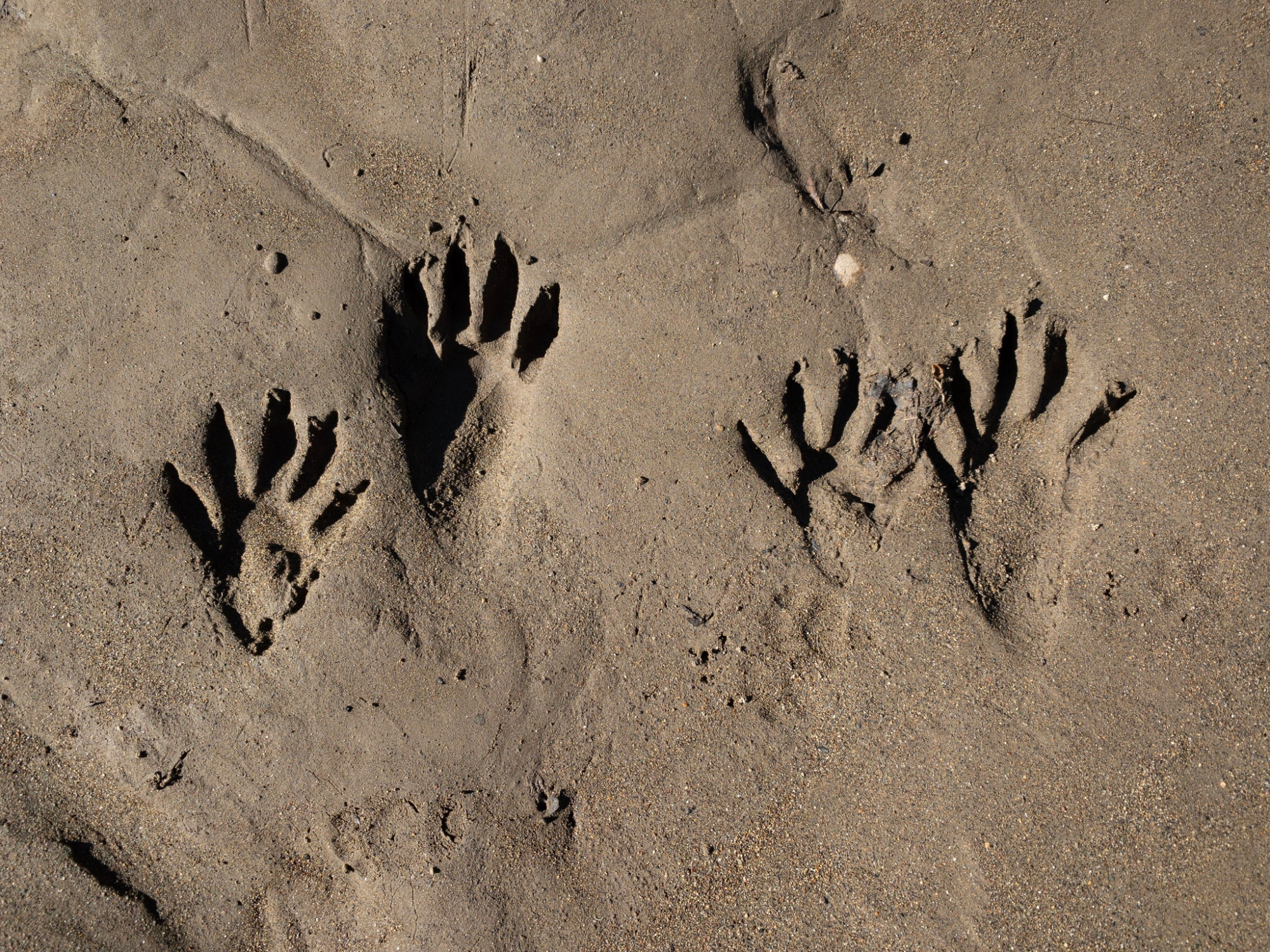 Animal Tracks: A Complete Guide – Afield Daily