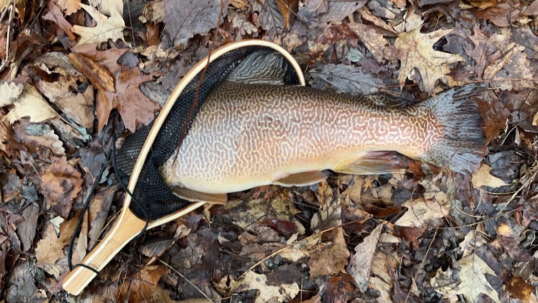 West Virginia Teen Lands New State-Record Tiger Trout That Barely Fit ...