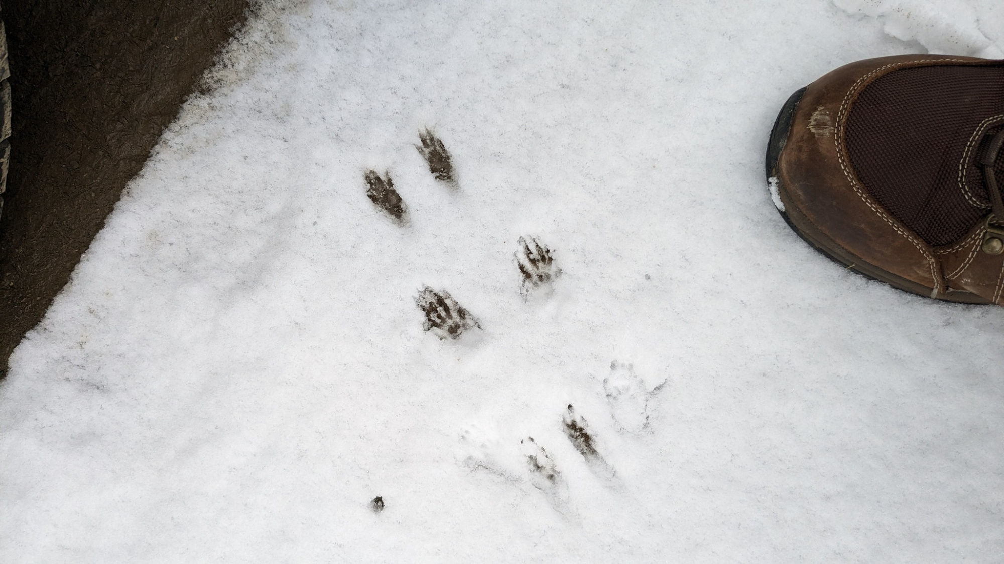 A set of squirrel tracks show up in fresh snow.