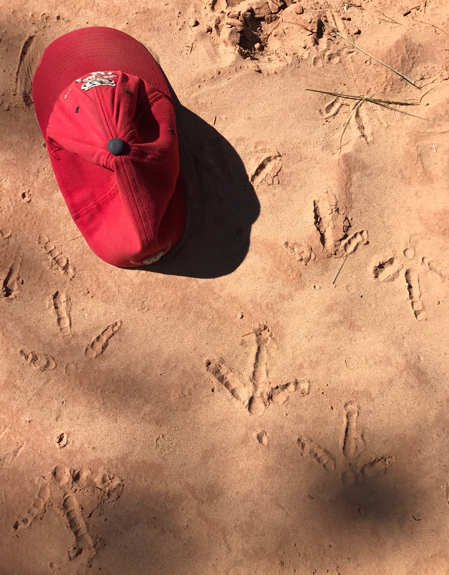 A hat marks some wild turkey tracks in light dirt.