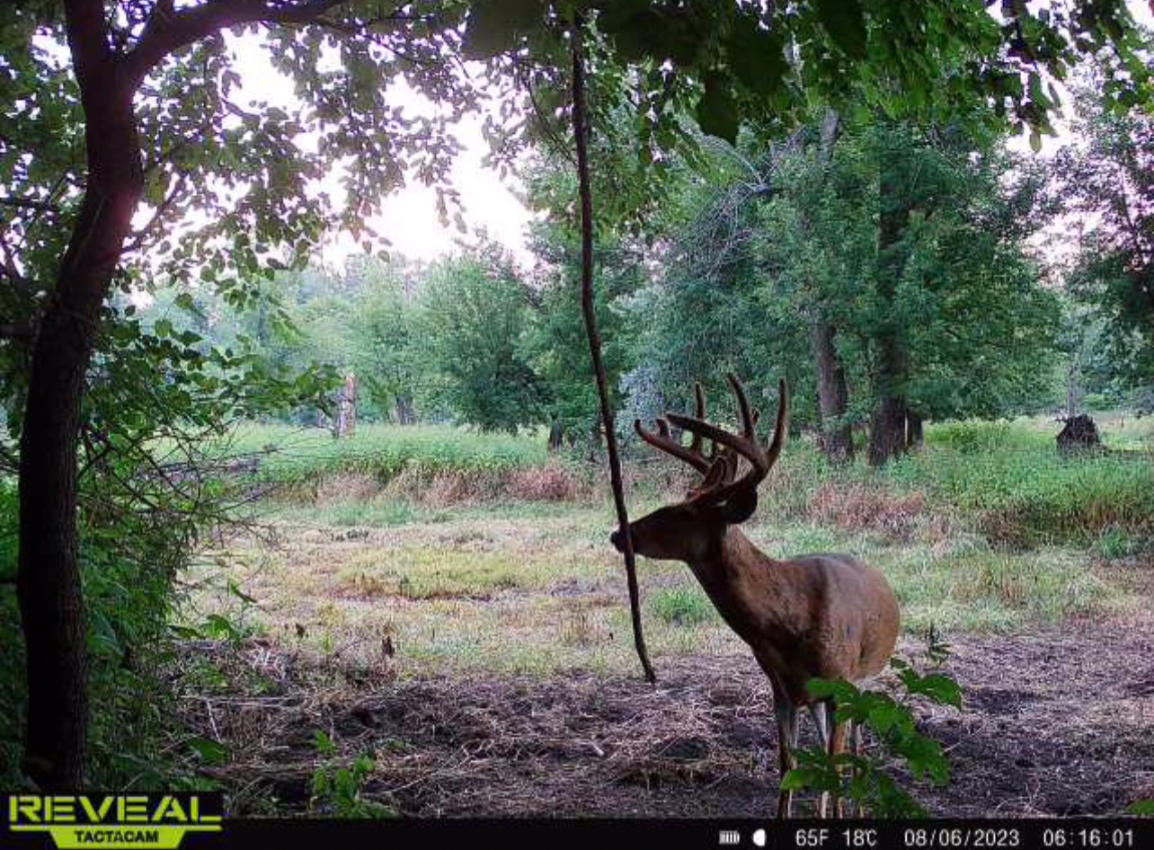 A photo of a nice buck at a vine scrape.