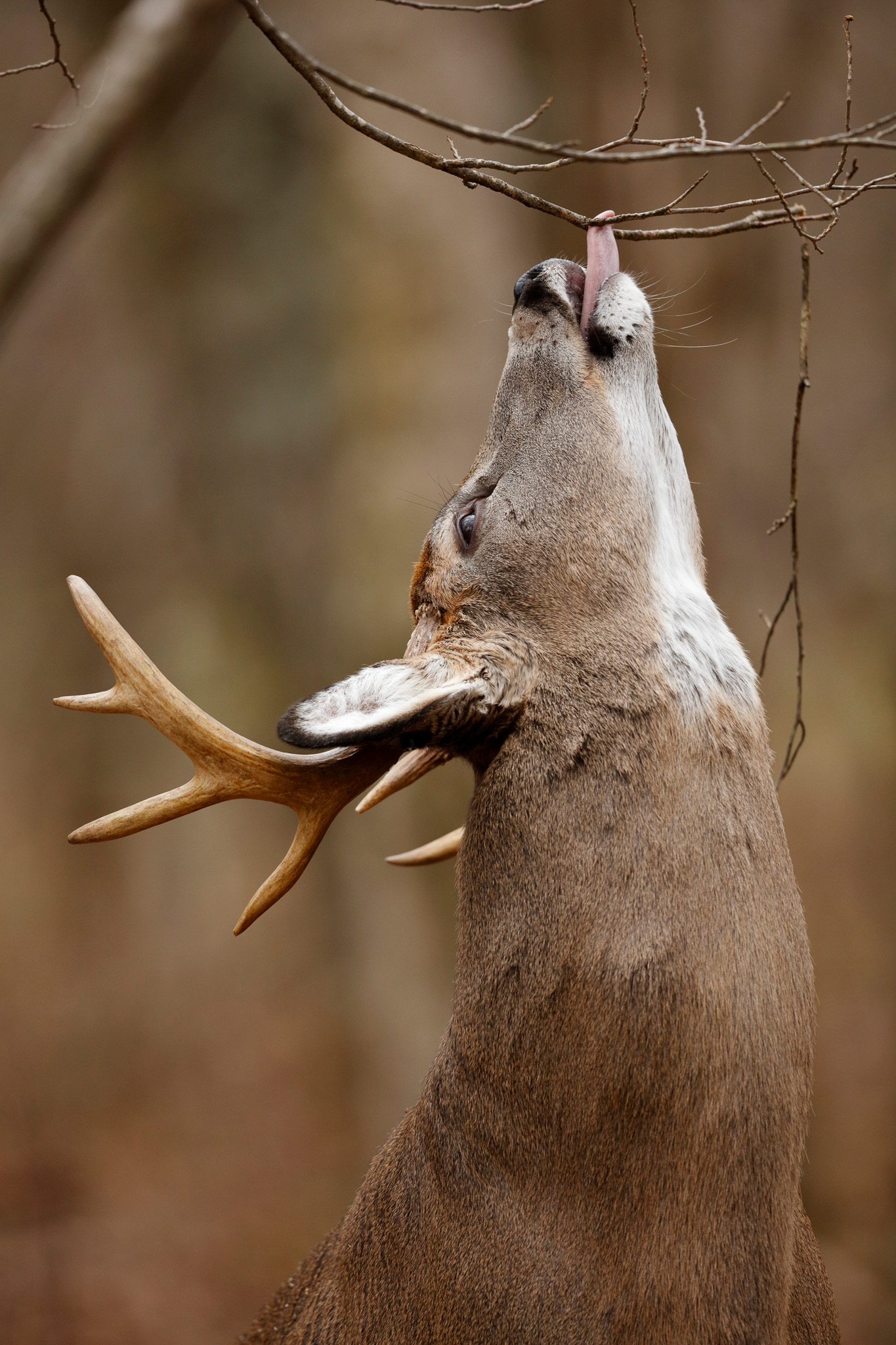 A nice buck licks a branch.