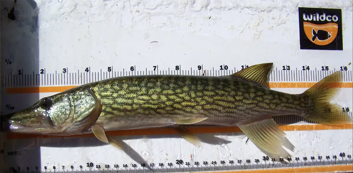Chain pickerel