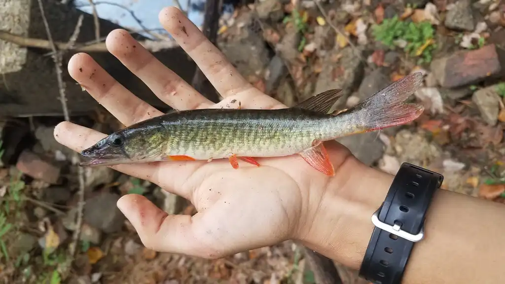 Redfin pickerel