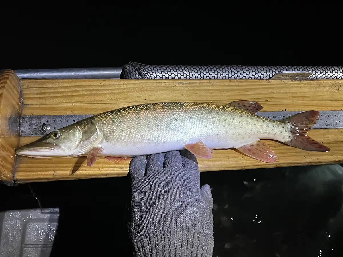 musky