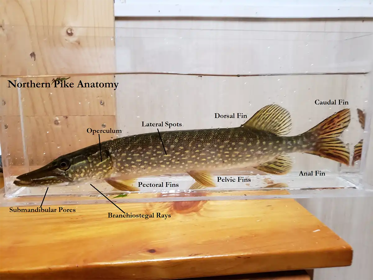 Labeled Pike anatomy