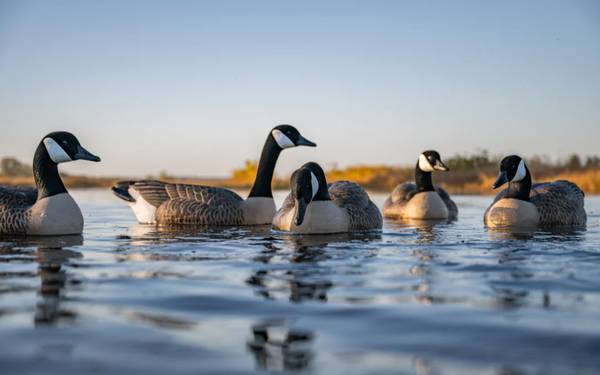 goose decoys