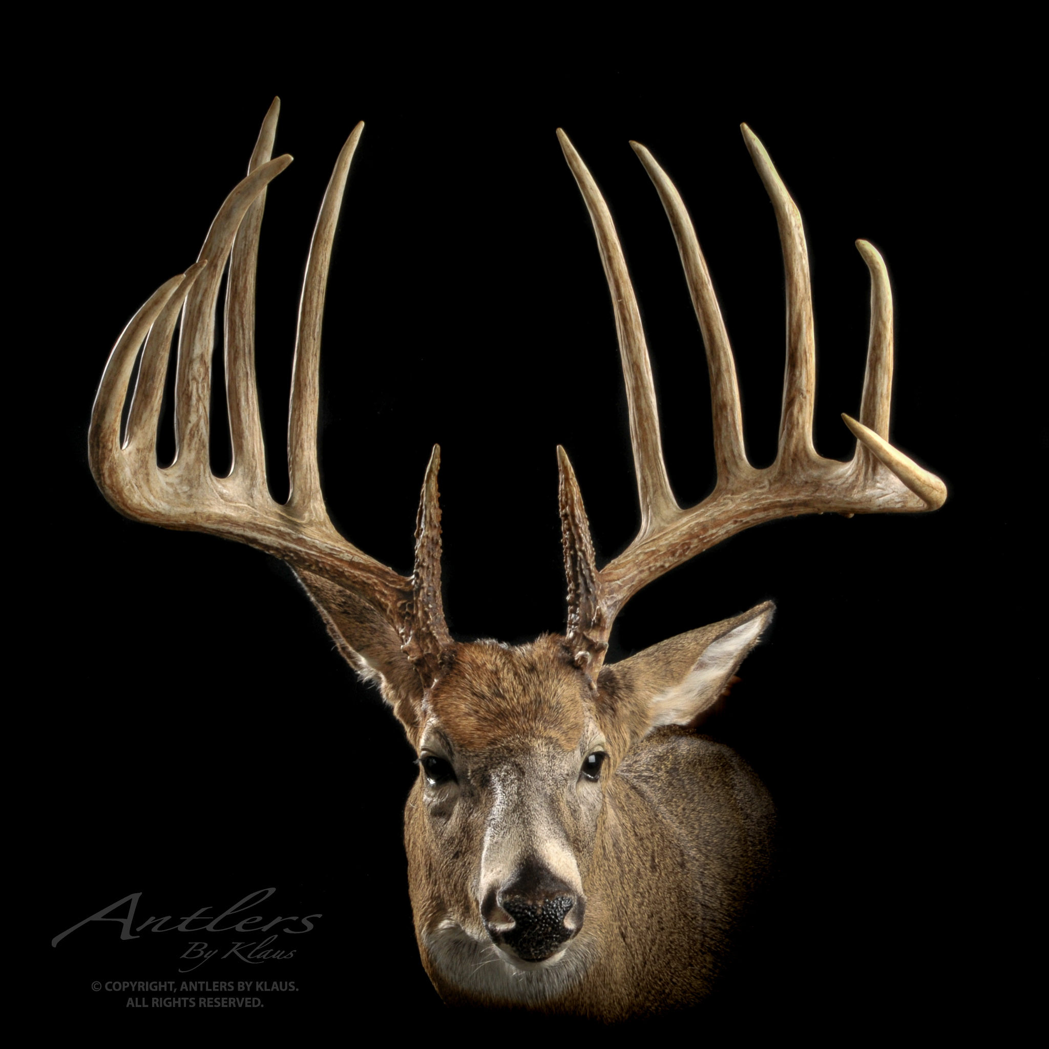 kansas king buck