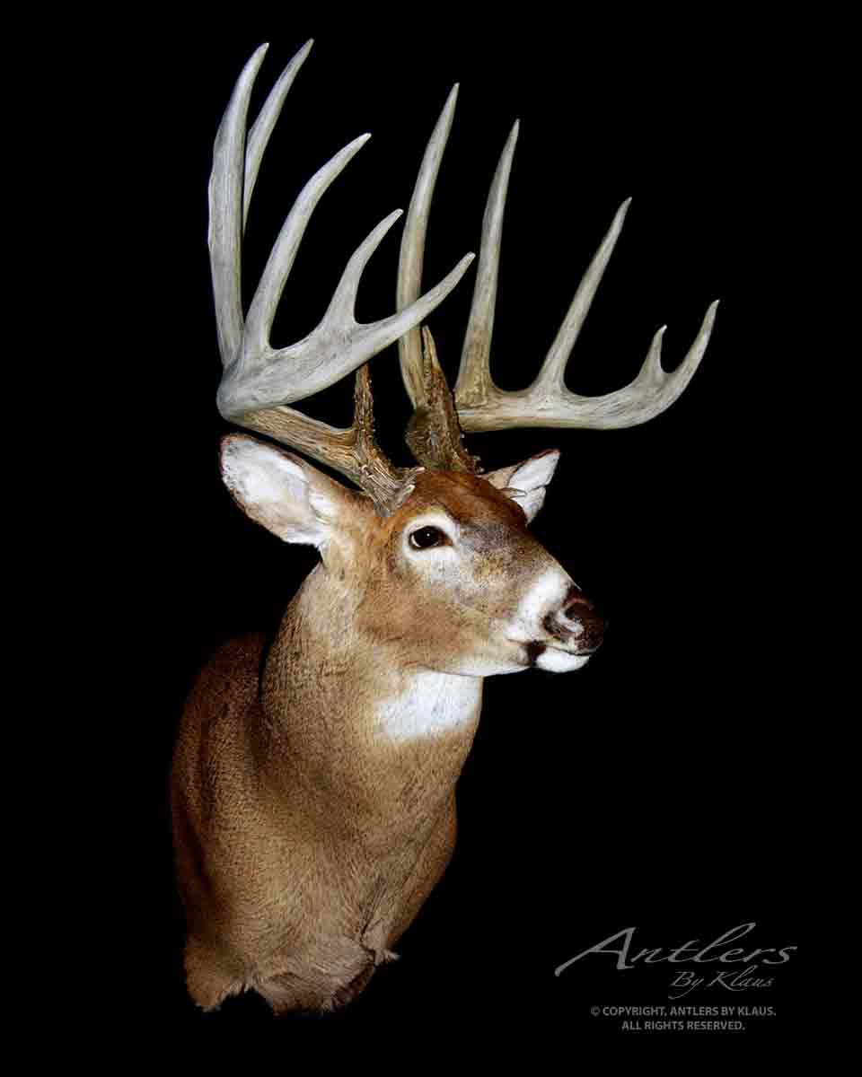 Kansas prince buck