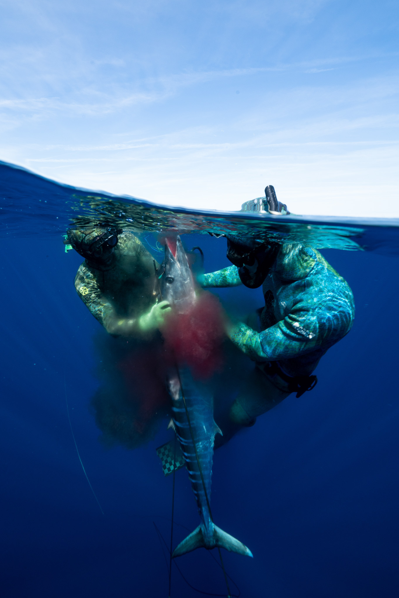 Spearfishermen bleed a fish near the surface.