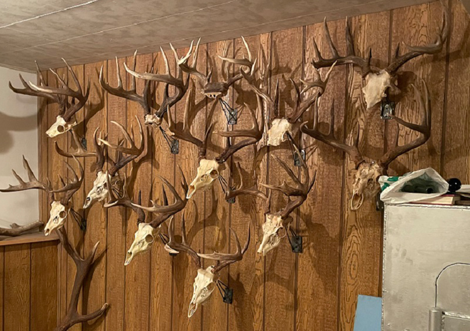A wall full of European mounts.
