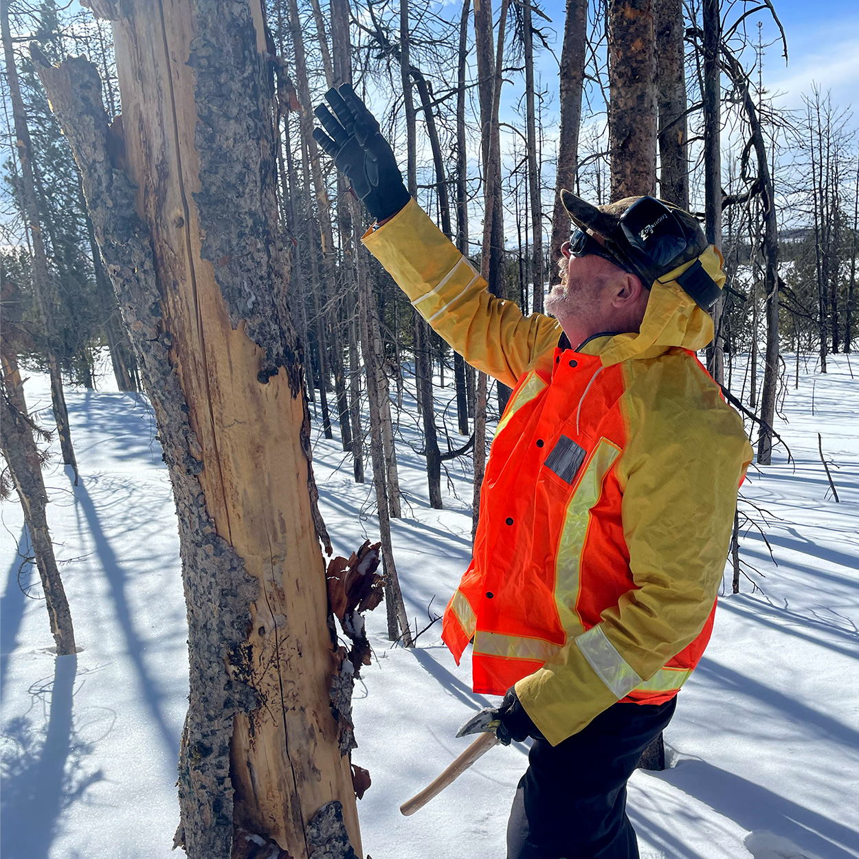 A man looks over a dead pine tree.
