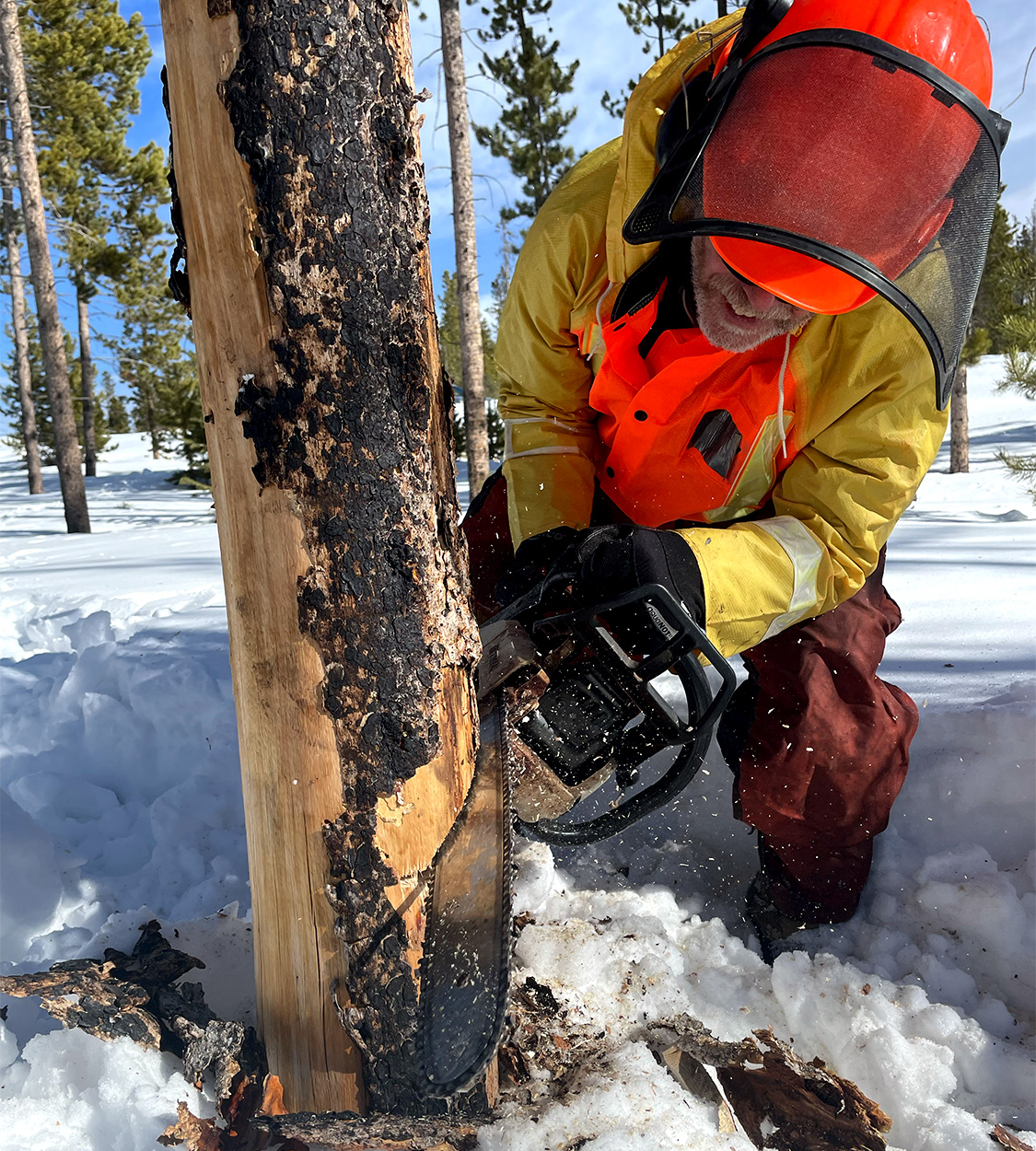 Making the top cut in a tree trunk.