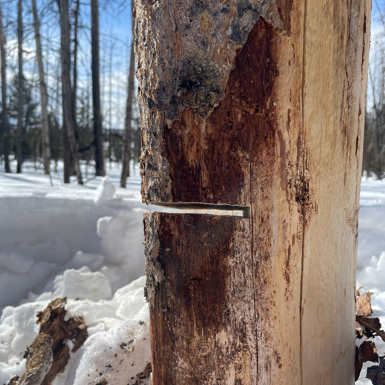 A horizontal undercut in a tree.