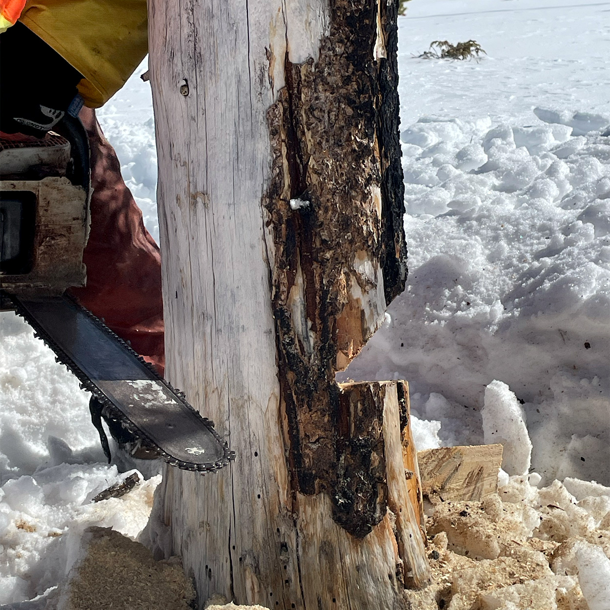 Making the back cut in a tree trunk.