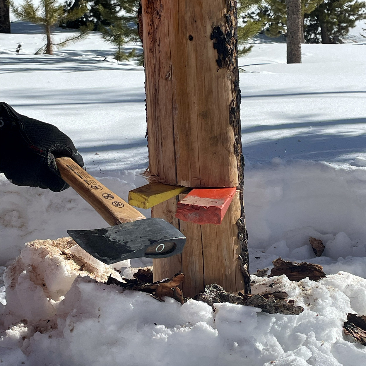 Two felling wedges in a tree trunk.