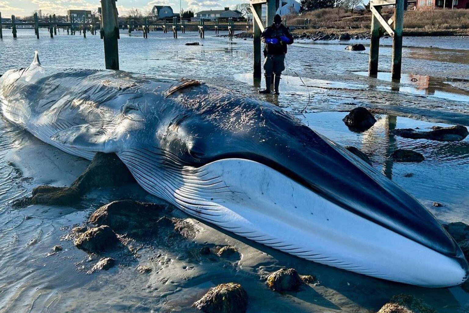 Massive Beached Whale Euthanized Off Rhode Island Coast – Afield Daily