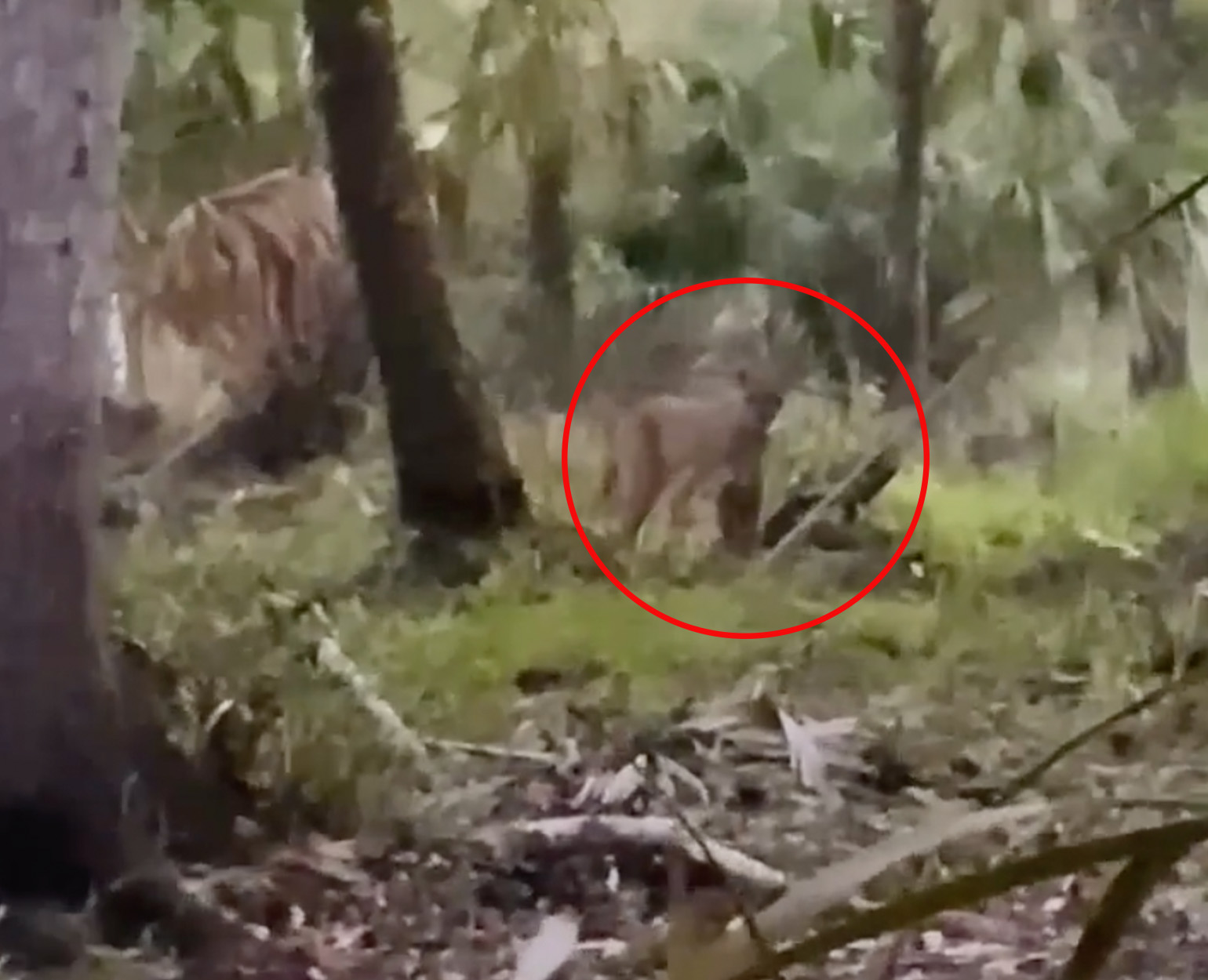 A Florida panther stands next to a turkey decoy.