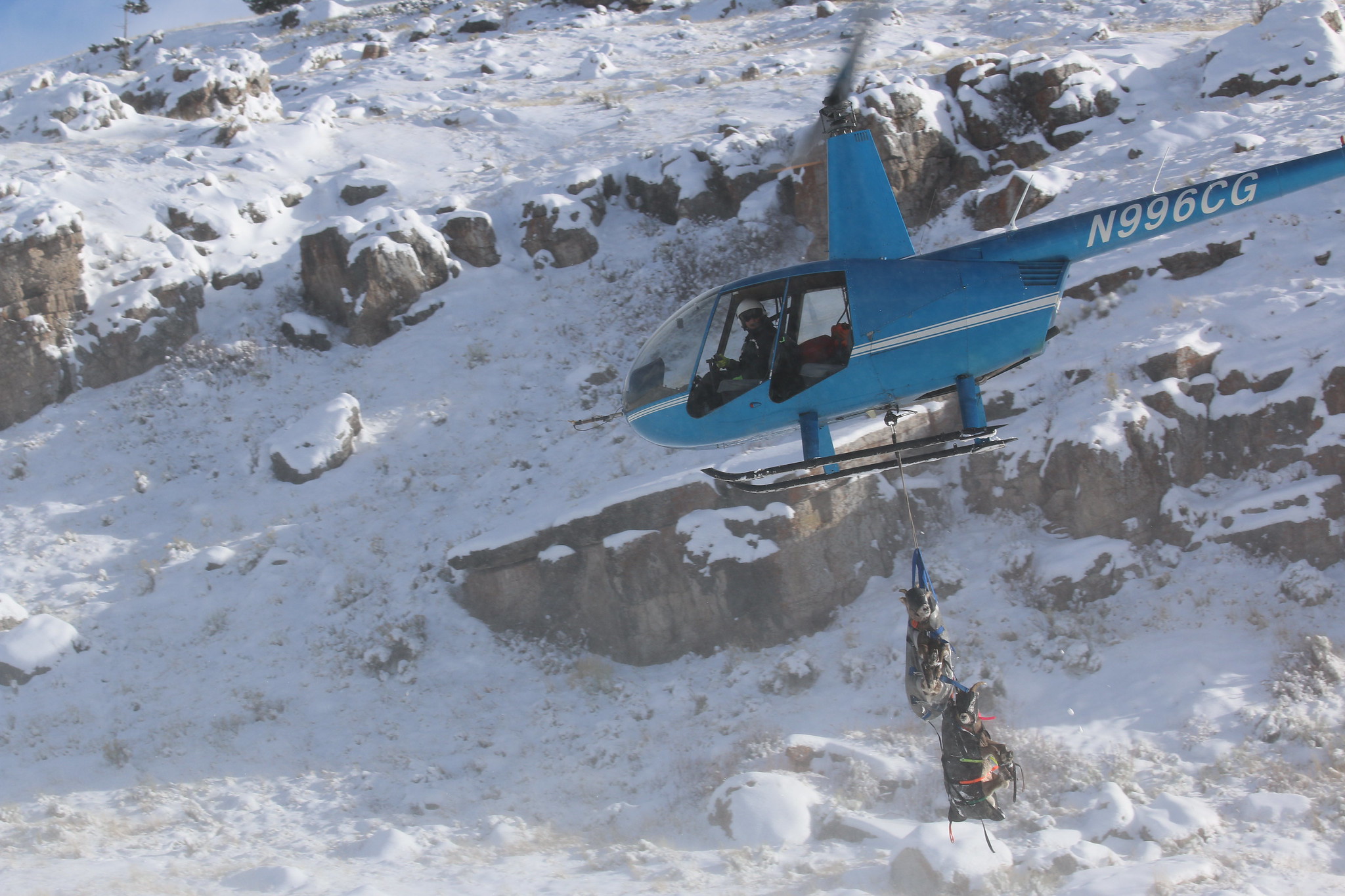 A helicopter lifts bighorn into the air.