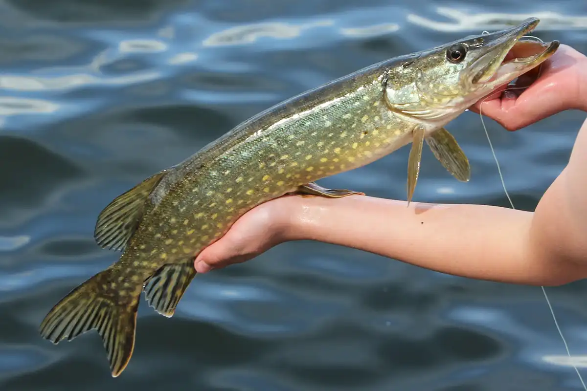 northern pike