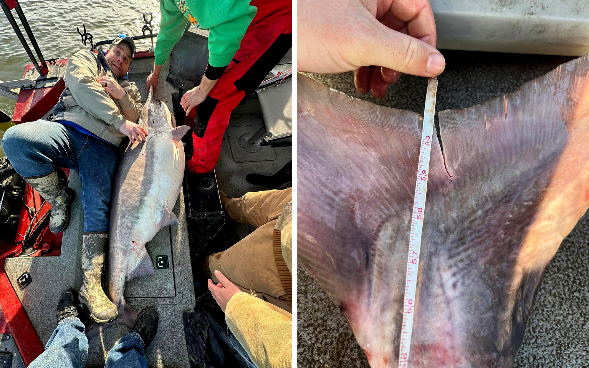 Angler lies next to world-record paddlefish; a tape on the paddlefish's tail.