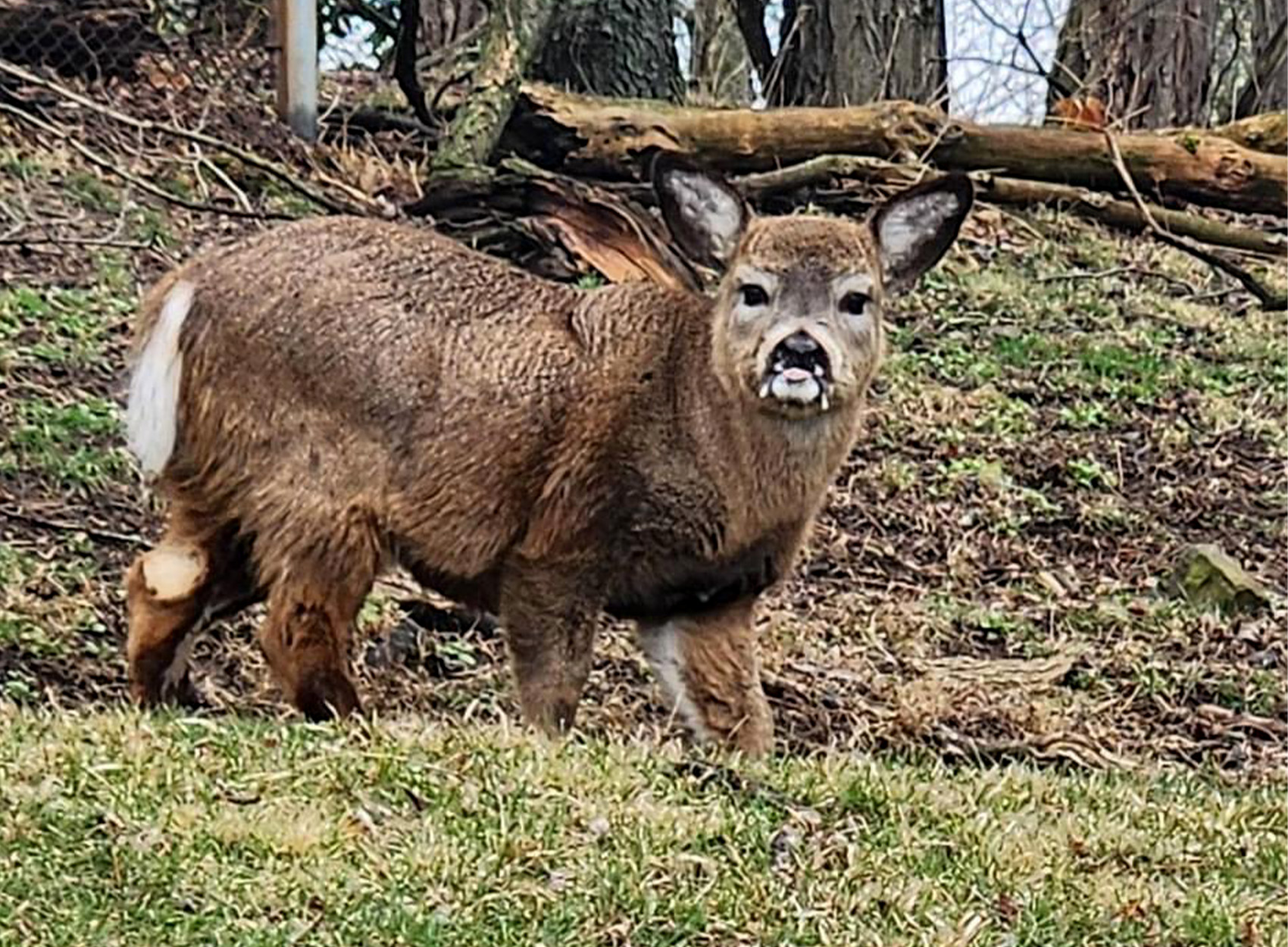 A miniature whitetail deer stands in a backyard.