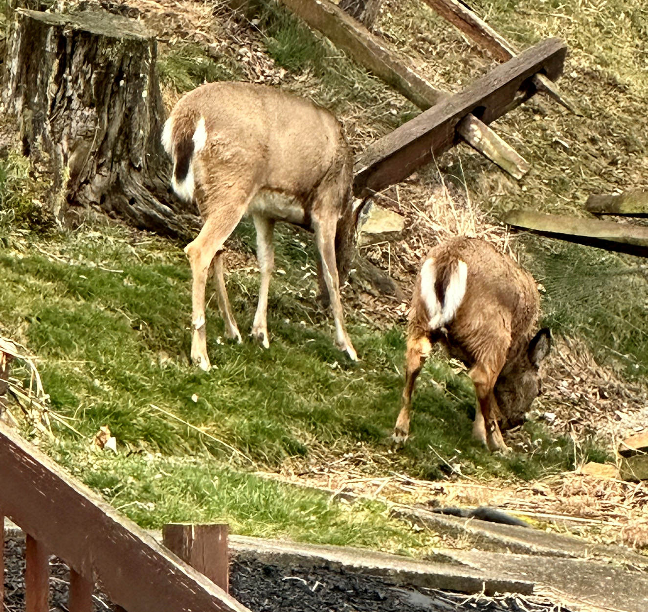 A miniature deer browses in a suburban backyard.