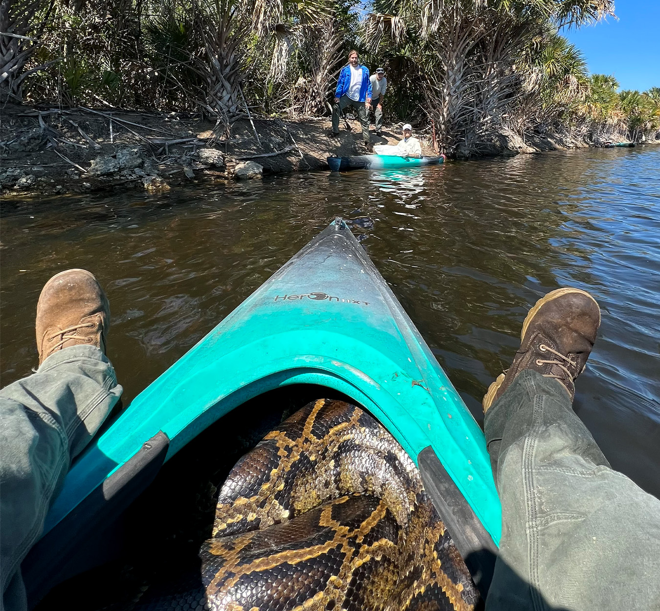 A python curled up inside a kayak.