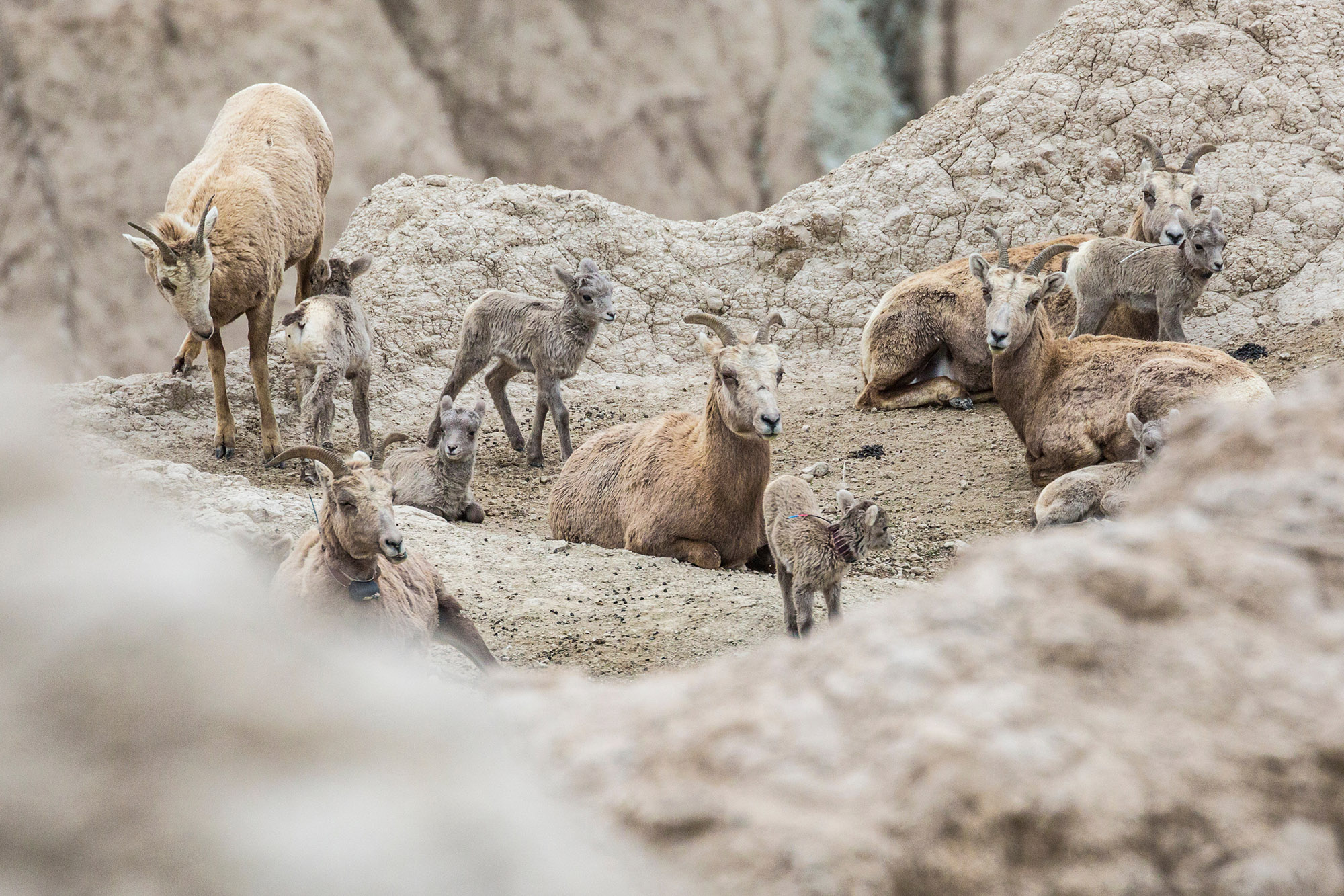 Pneumonia in bighorn can result in low lamb recruitment.