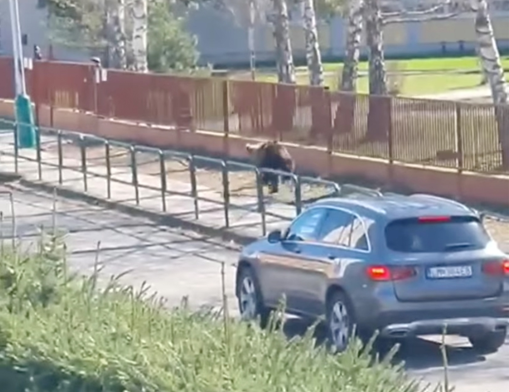 A bear runs down the sidewalk in a village in Slovakia.