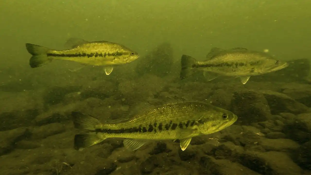 where bass go in the winter and when to fish them