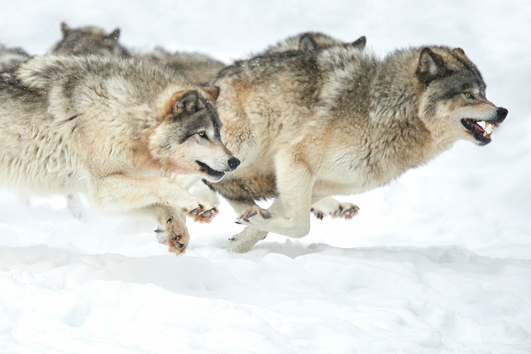 Wolves In Alignment Map Shows How Far Transplanted Wolves are Spreading in CO – Afield Daily