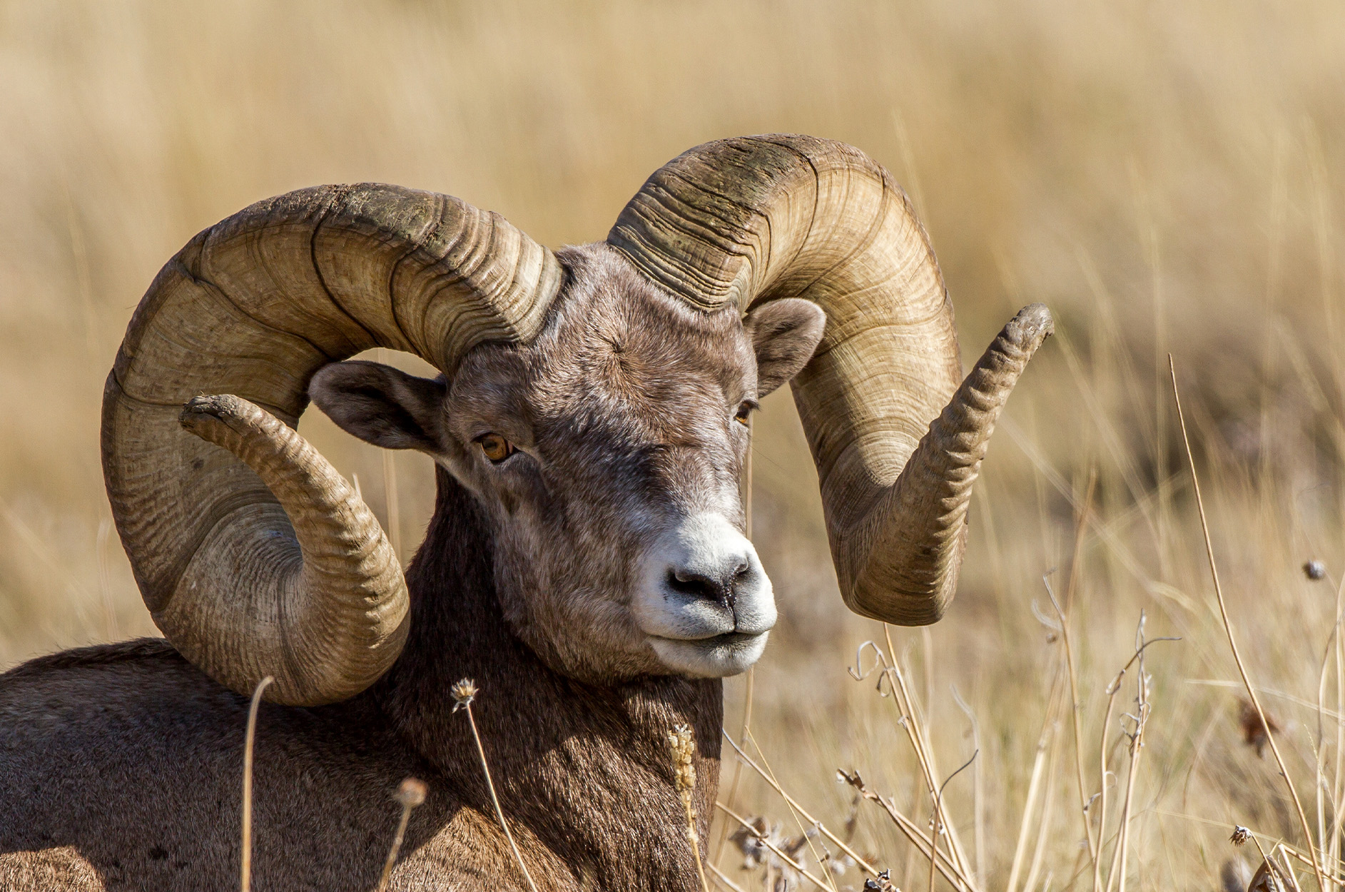 A full-curl bighorn ram in tall grass.
