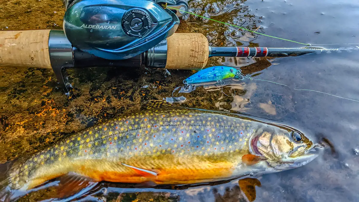 varivas sight edition